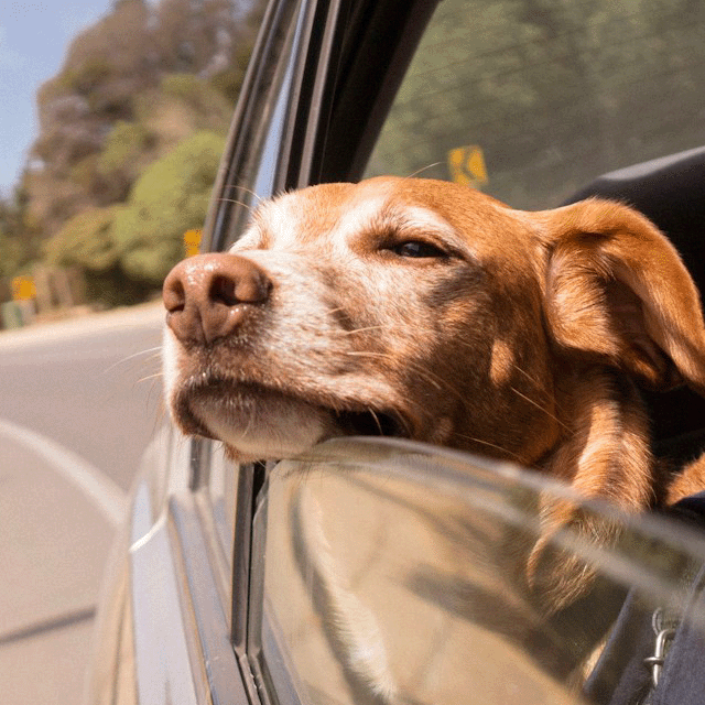 Pet-Friendly Taxi Transportation - Safe Travel for Pets